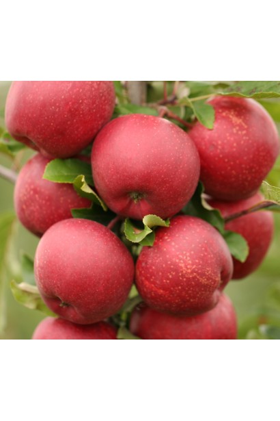 Яблука Фуджі Фубракс зимова